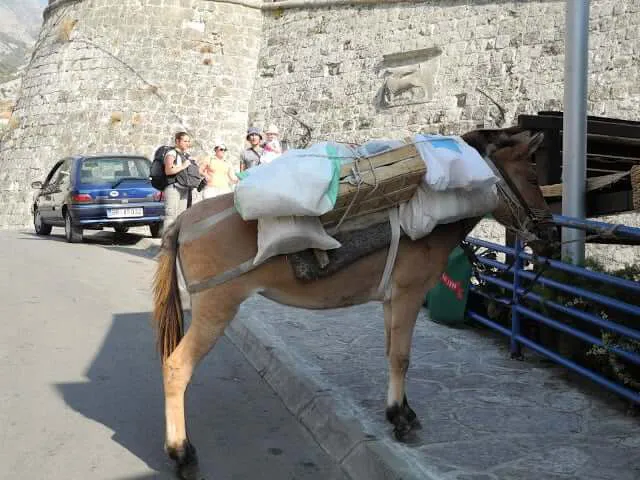 interrail-montenegro-bar-stari-grad-vieille-ville-mule