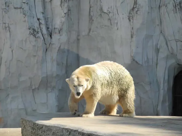 zoo-karlsruhe-ours-blanc