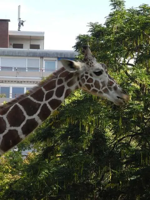 zoo-karlsruhe-girafe