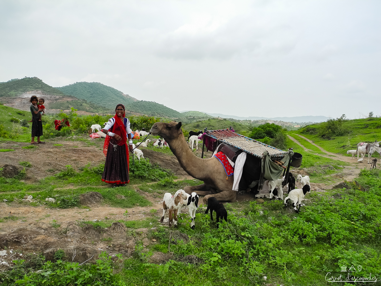 chameaux-region-udaipur