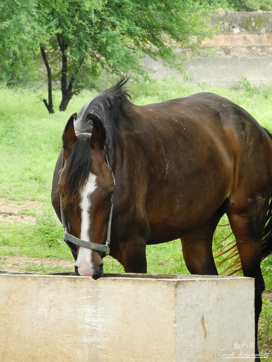 cheval-marwari