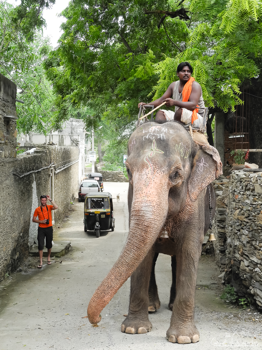 elephant-udaipur