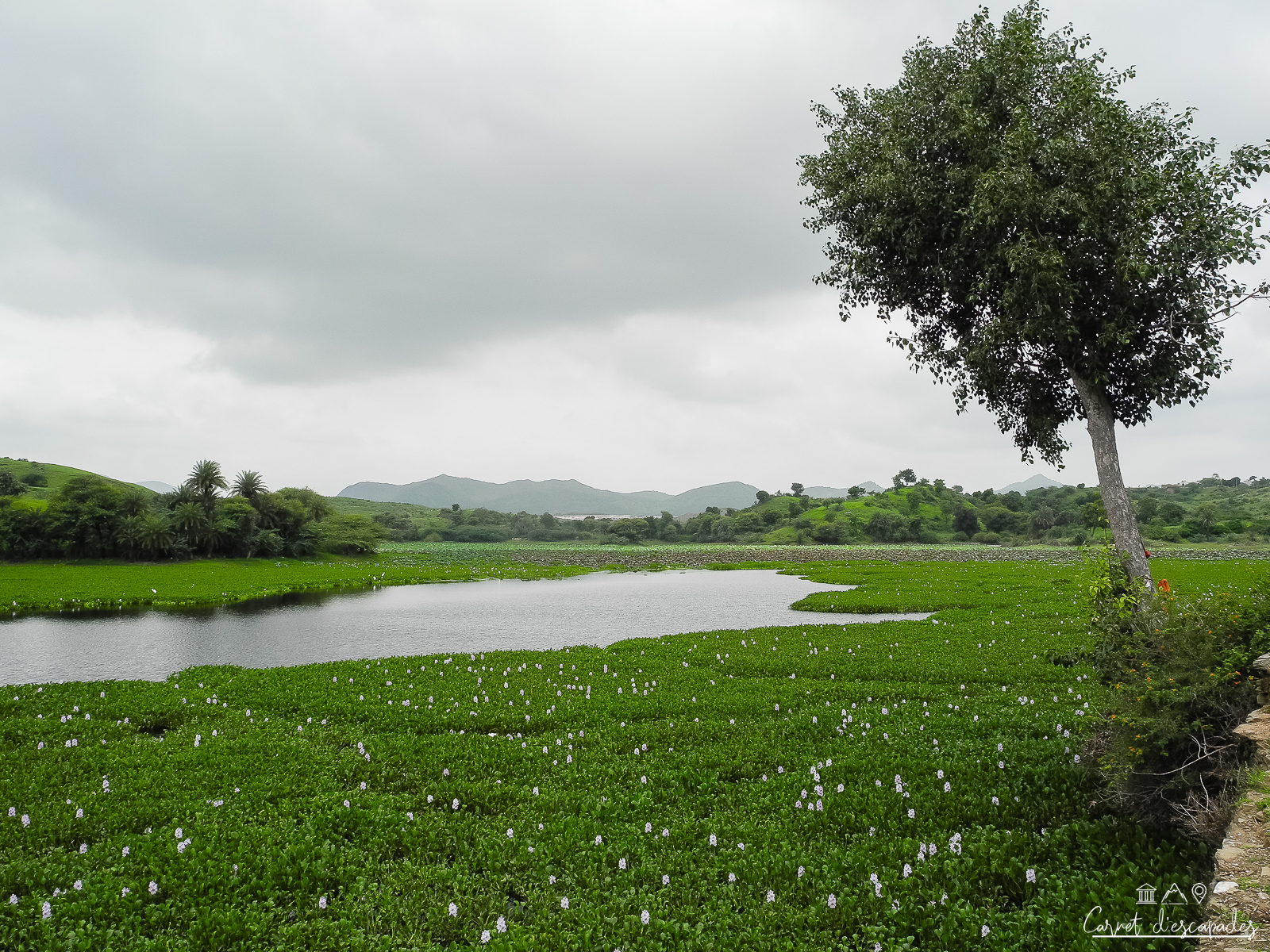 lac-lotus-udaipur