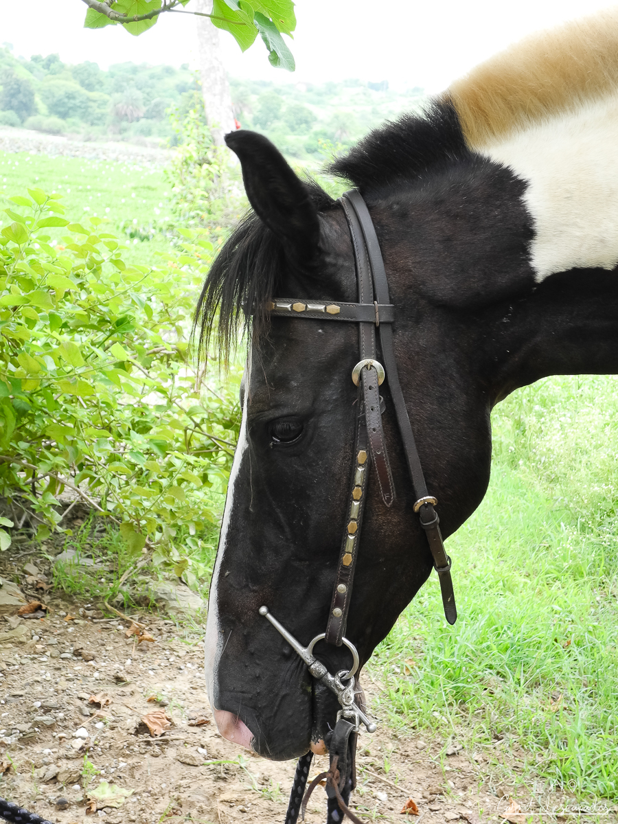 marwari-cheval