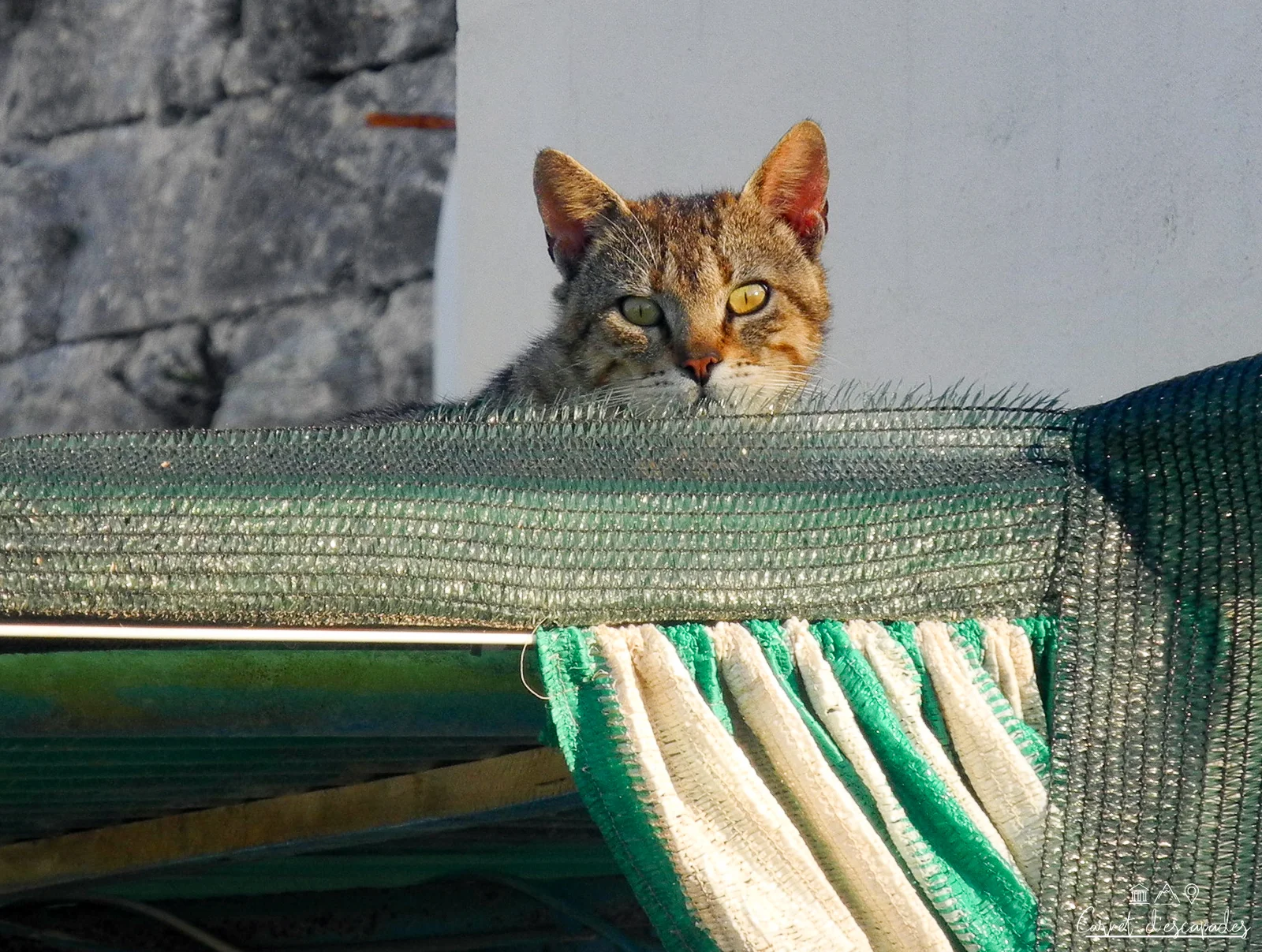 chat-malte