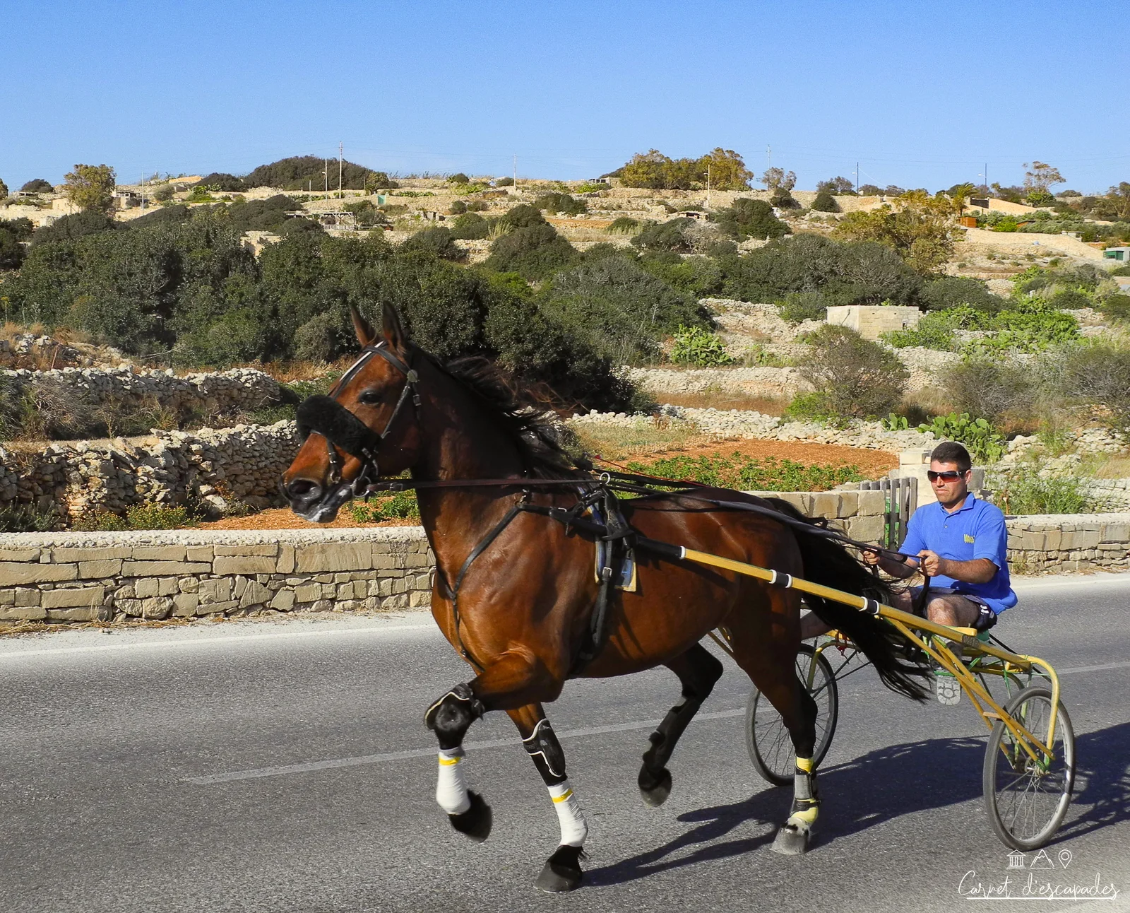 cheval-trotteur-malte