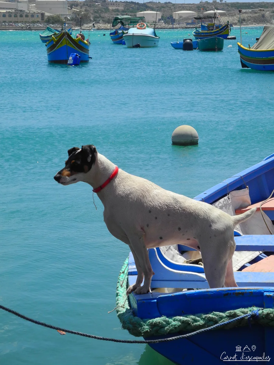 chien-bateau-marsaxlokk