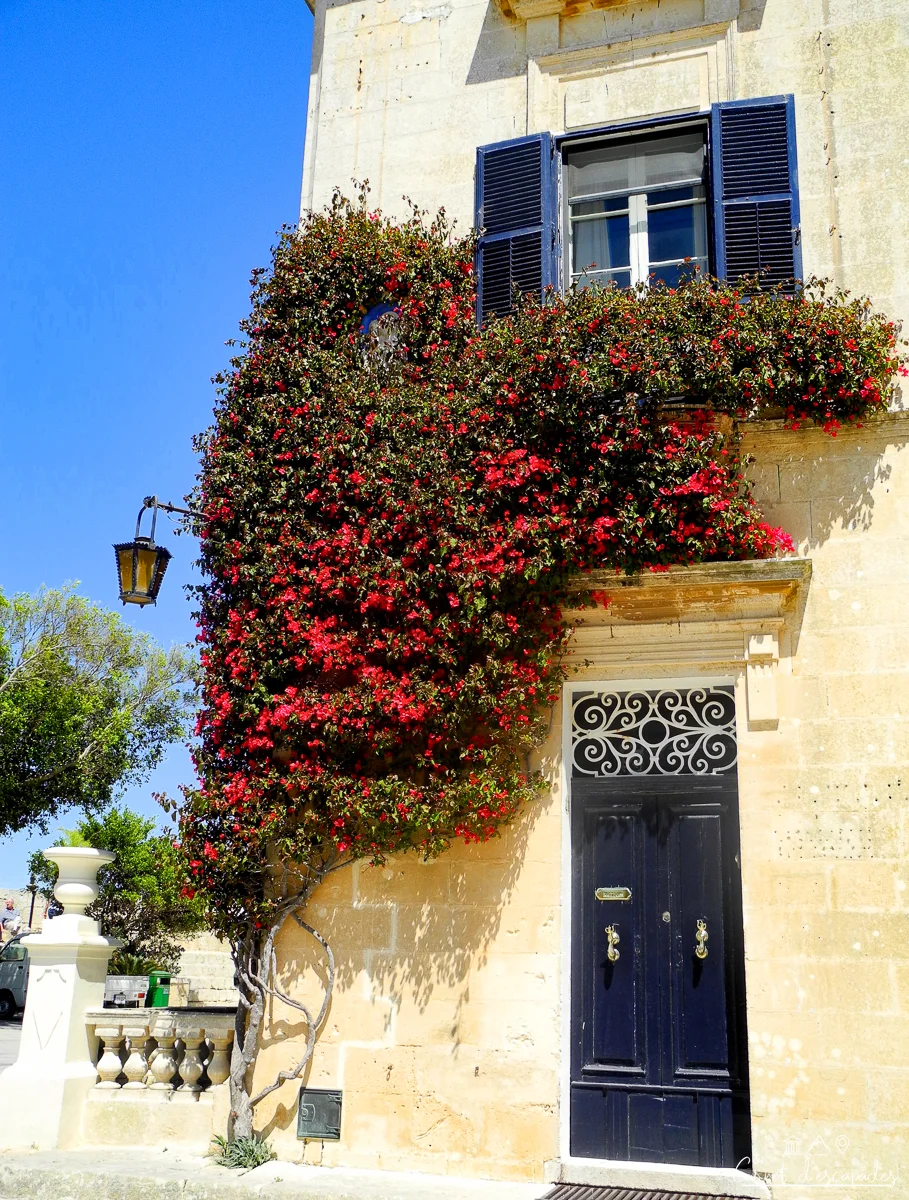 malte-mdina-fleurs