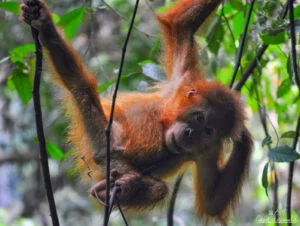 orang-outan-sumatra
