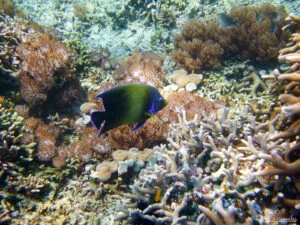pulau-menjangan-fonds-marins
