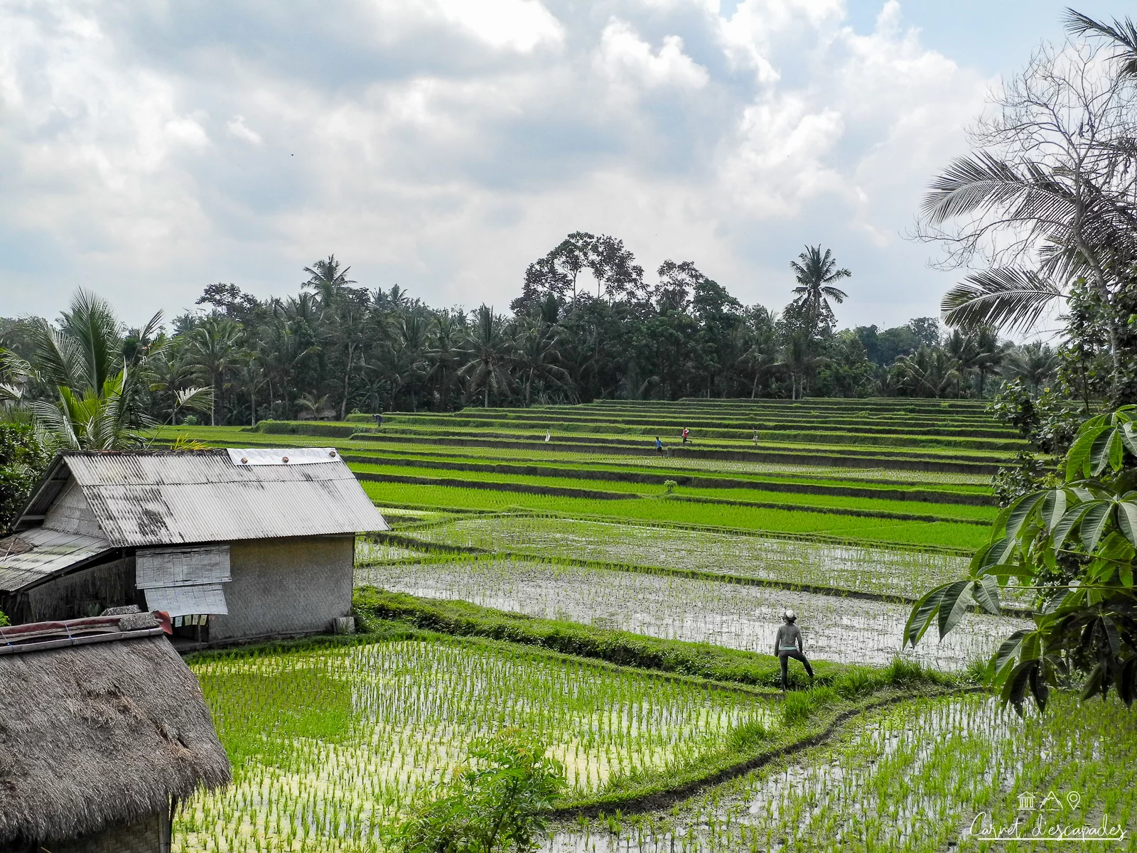 rizieres-ubud