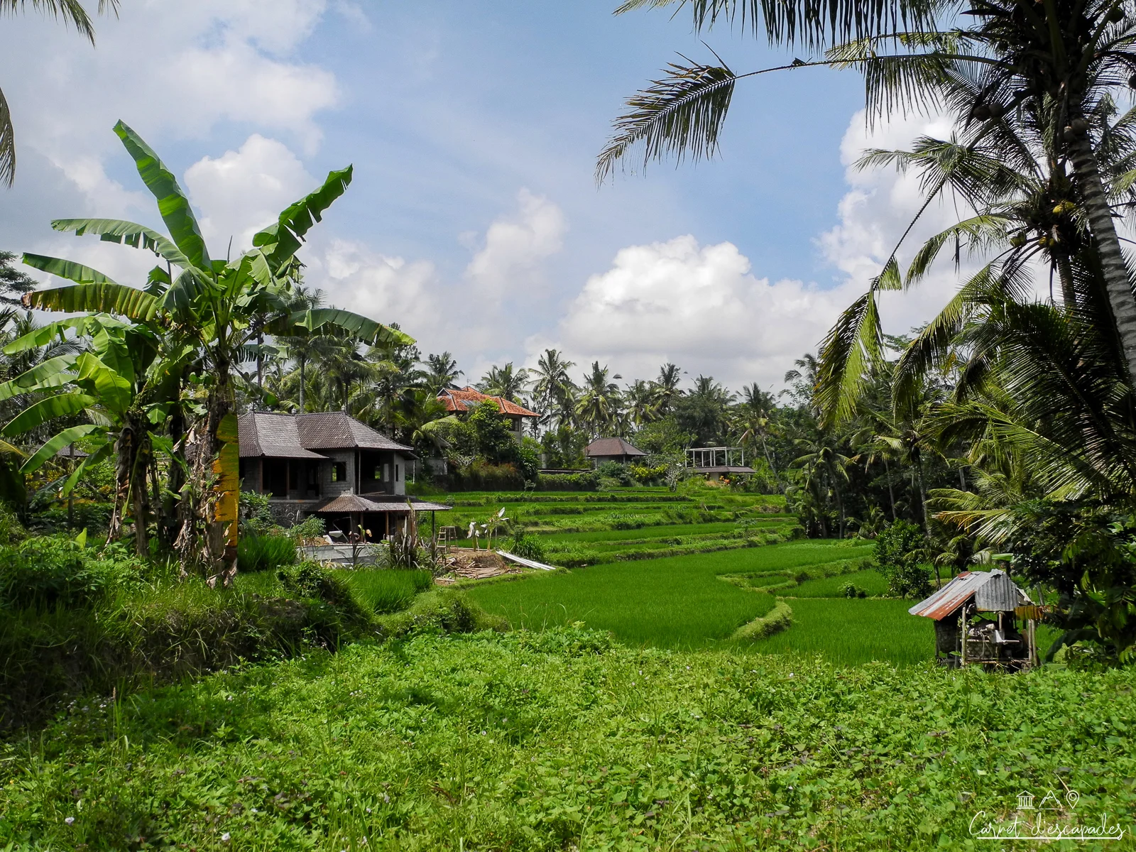 rizieres-ubud-balade