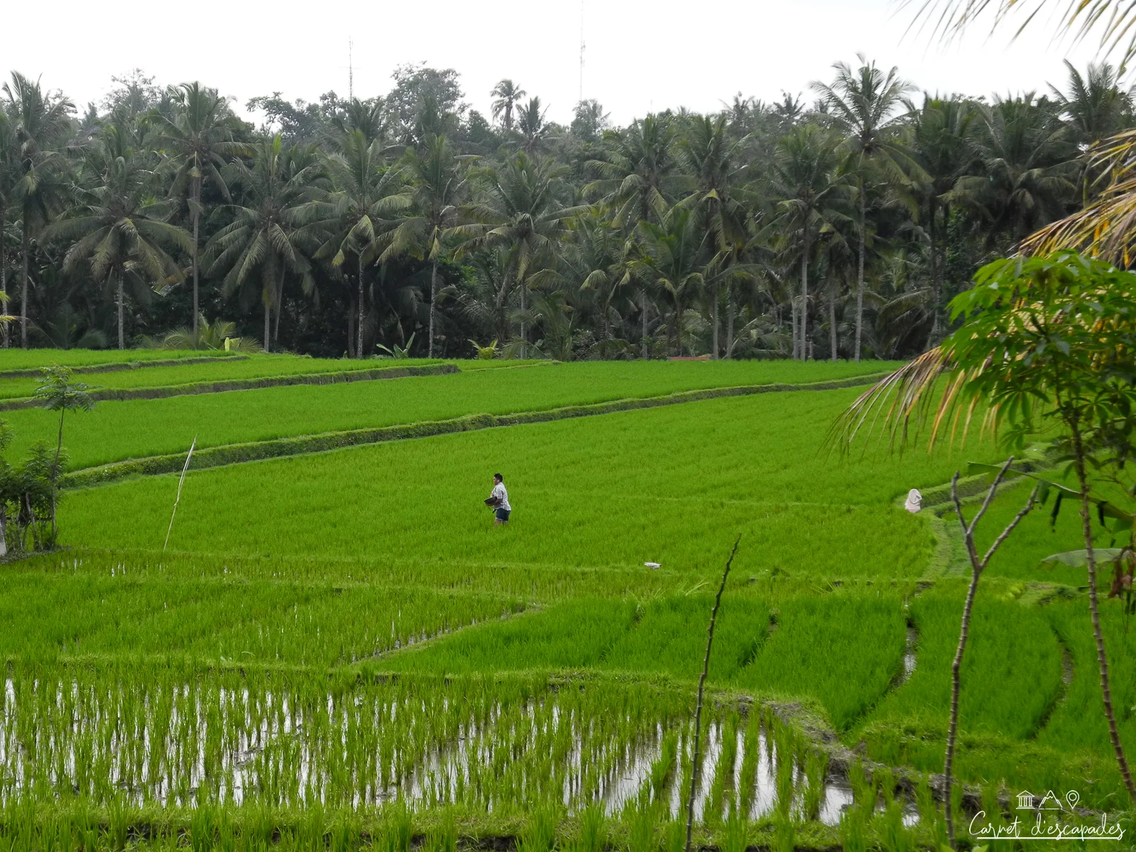 rizieres-ubud-indonesie