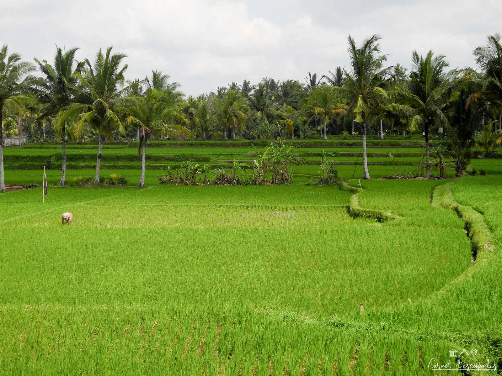 ubud-indonesie-rizieres