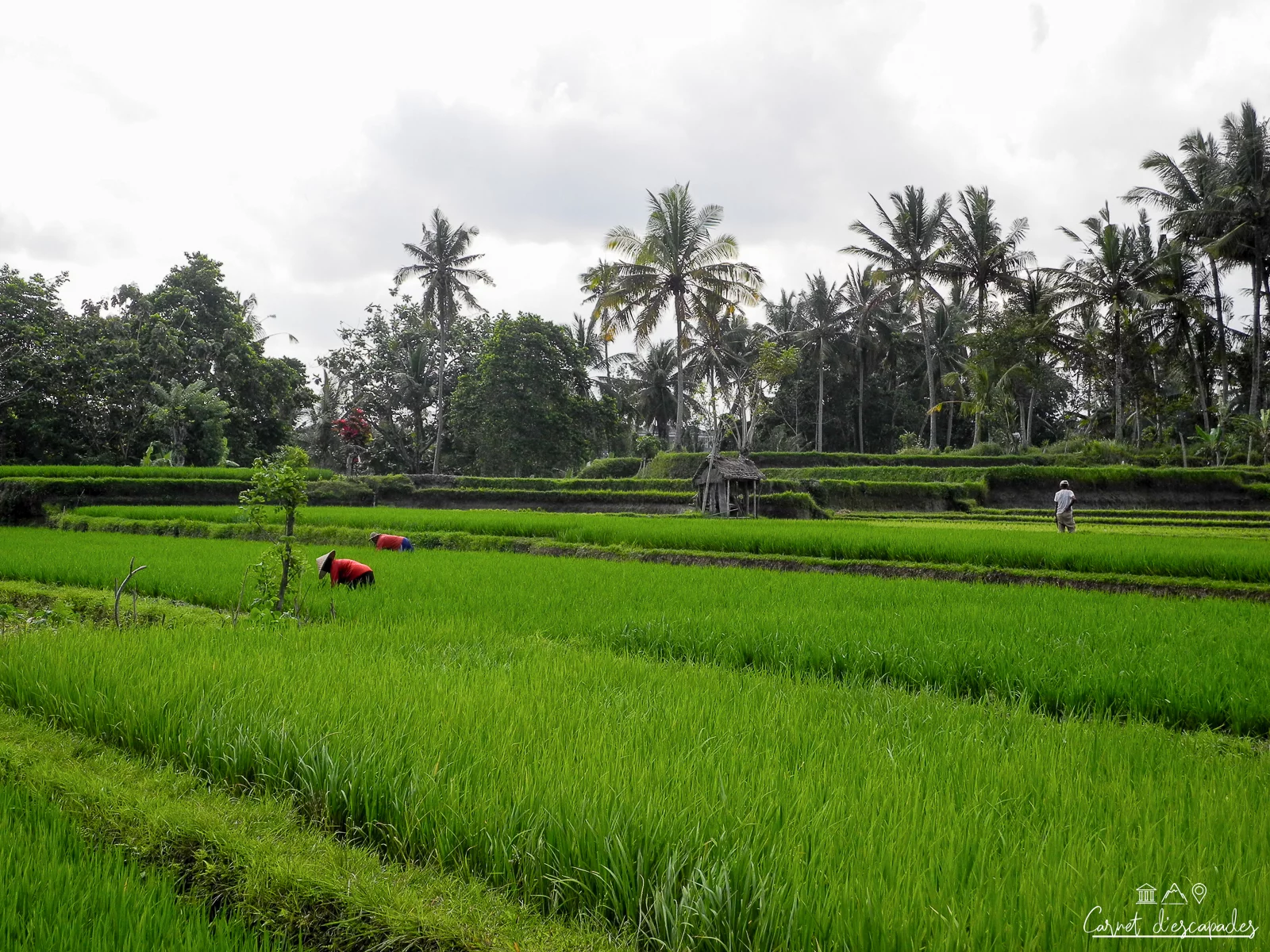 ubud-rizieres
