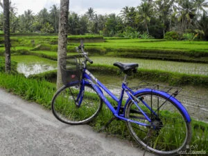 velo-rizieres-ubud