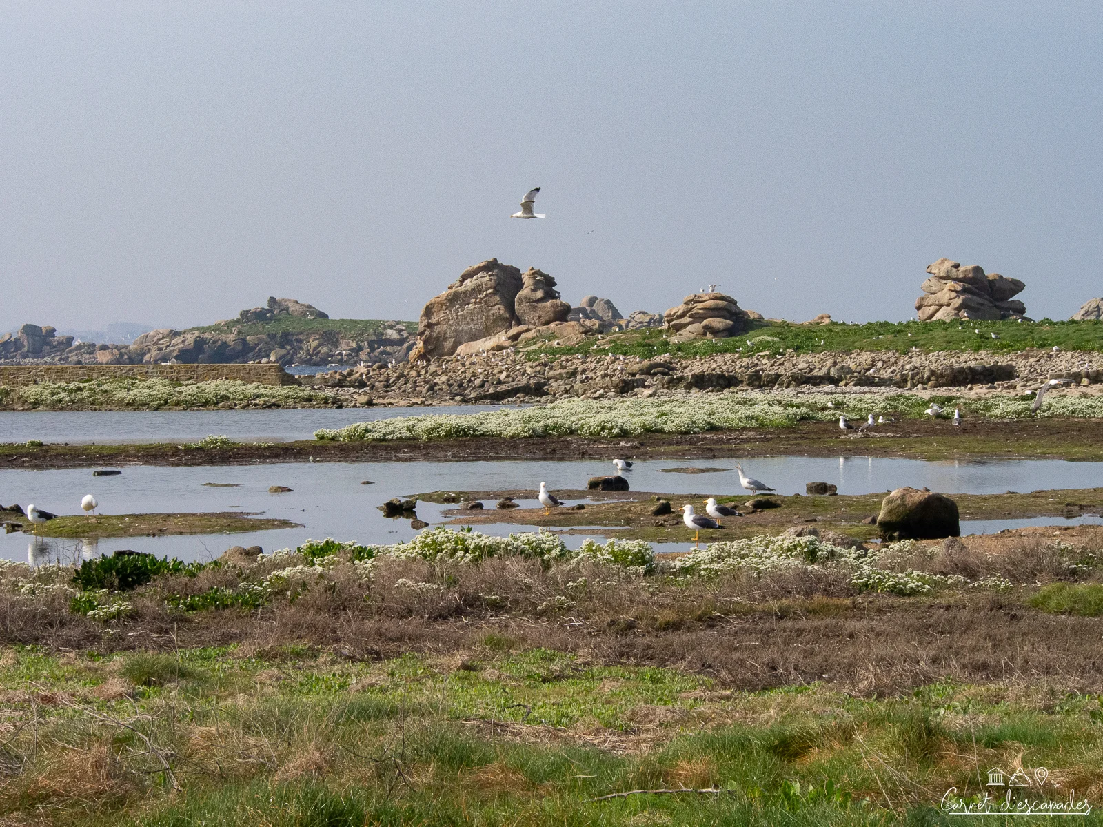 ile-vierge-mouettes
