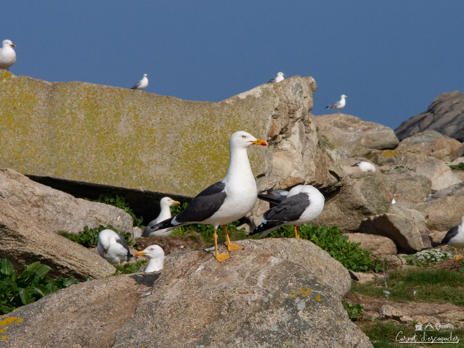 mouettes-ile-vierge