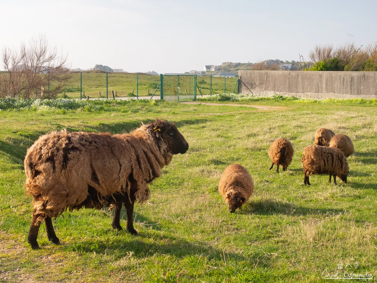moutons-ouessant