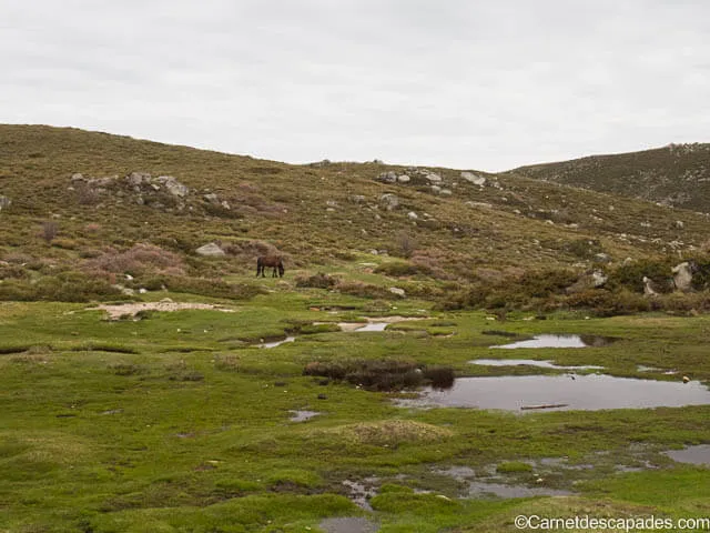 pozzines-montagnes-corse