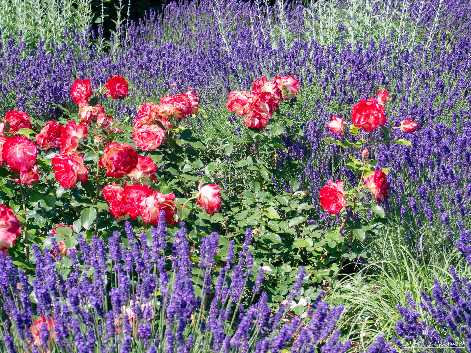 roseraie-baden-baden