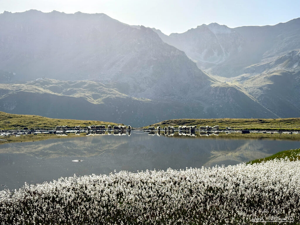 lac-moutons