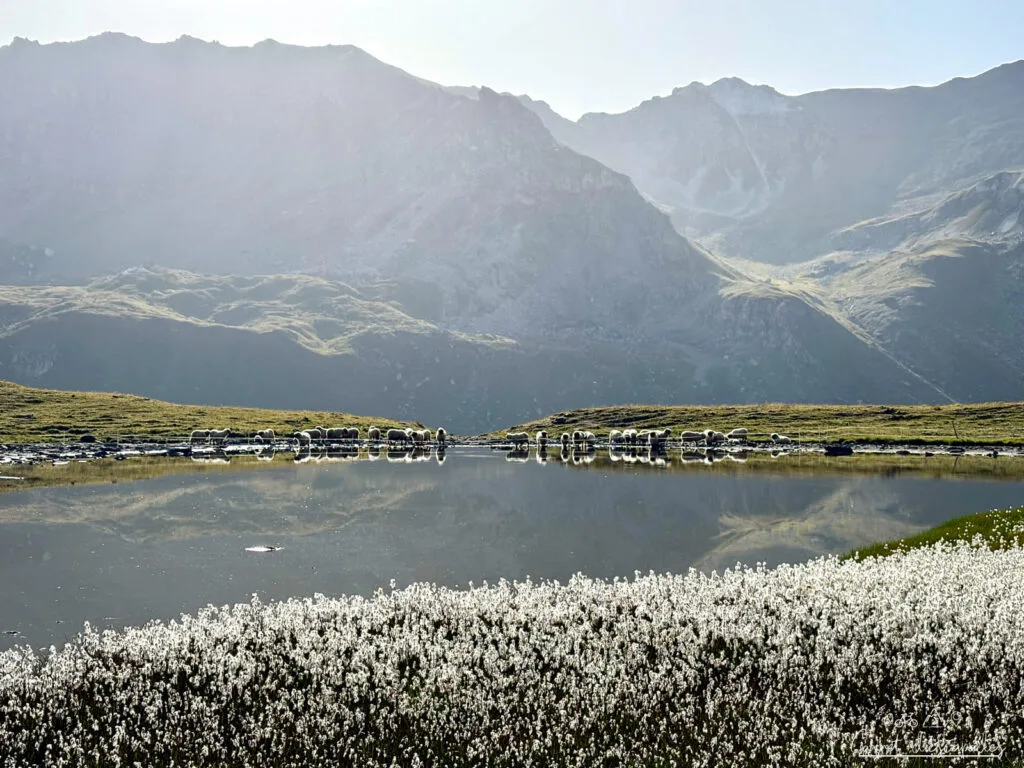 lac-moutons