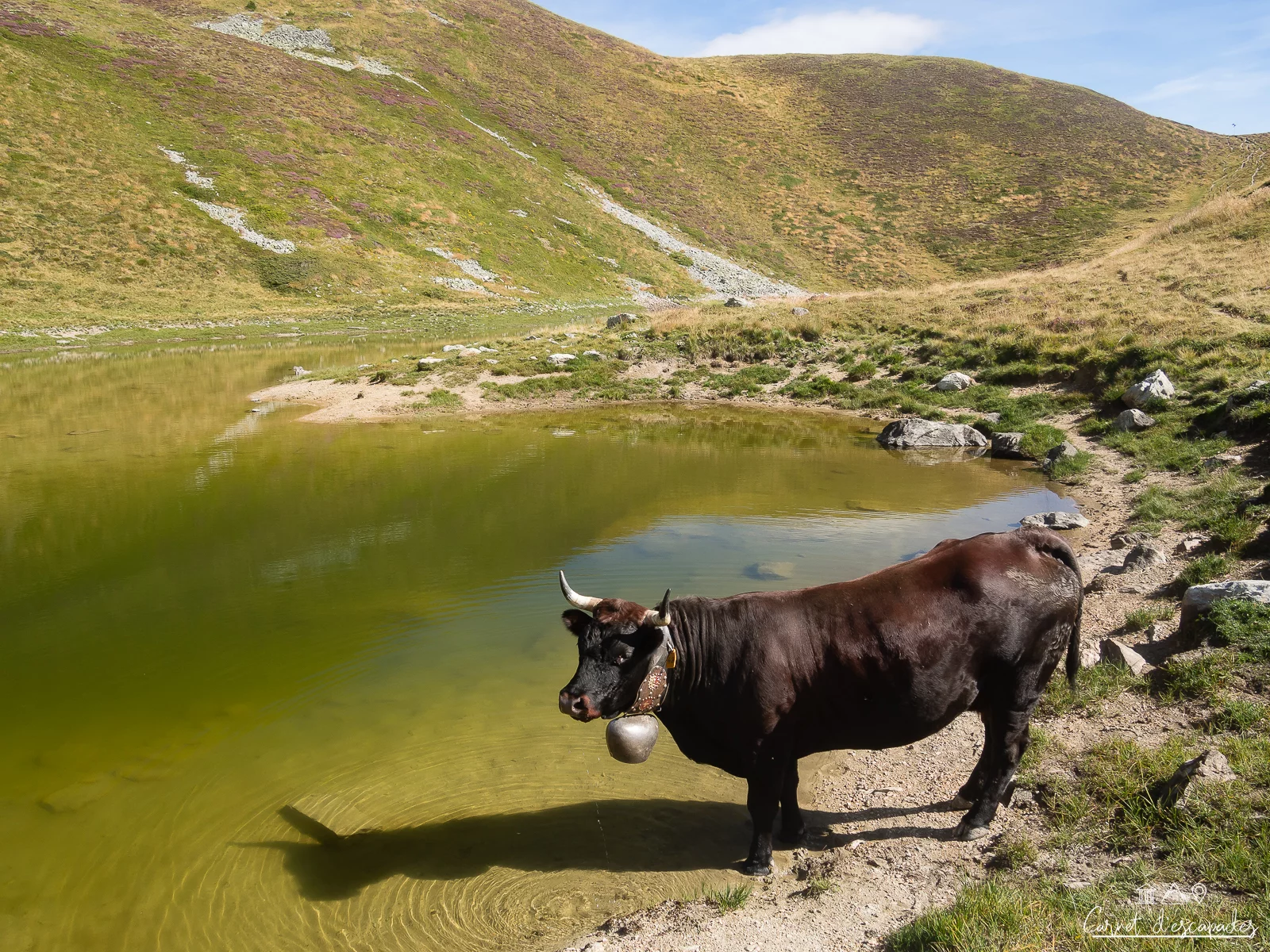vache-gouille-val-herens