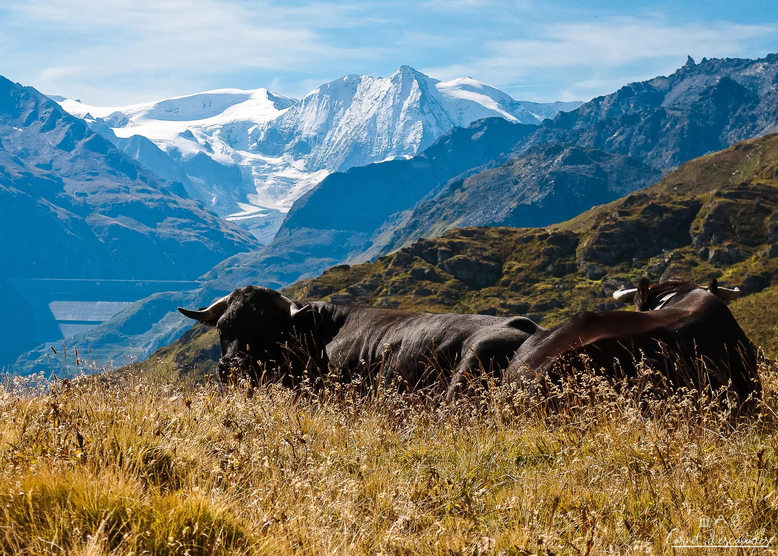vaches-herens- barrage-grande-dixence