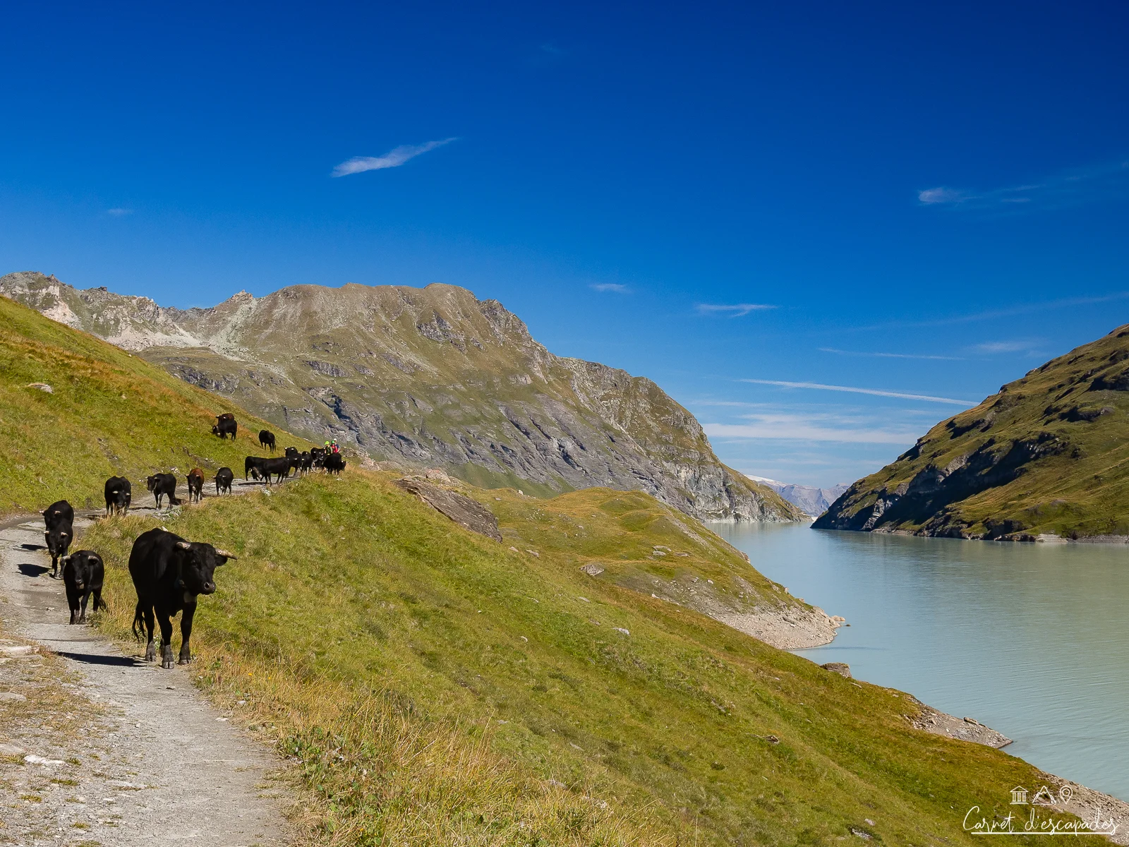 vaches-lac-dix