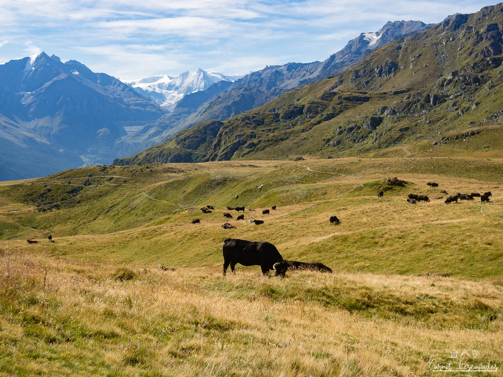vaches-val-herens