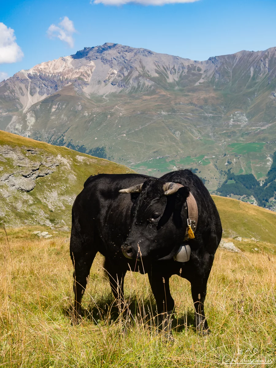 valais-vache-herens