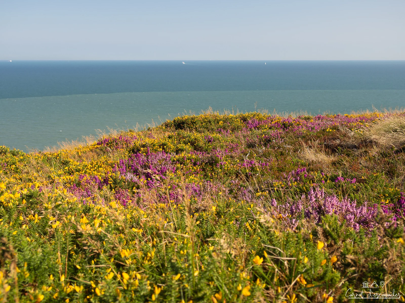 fleurs mer howth