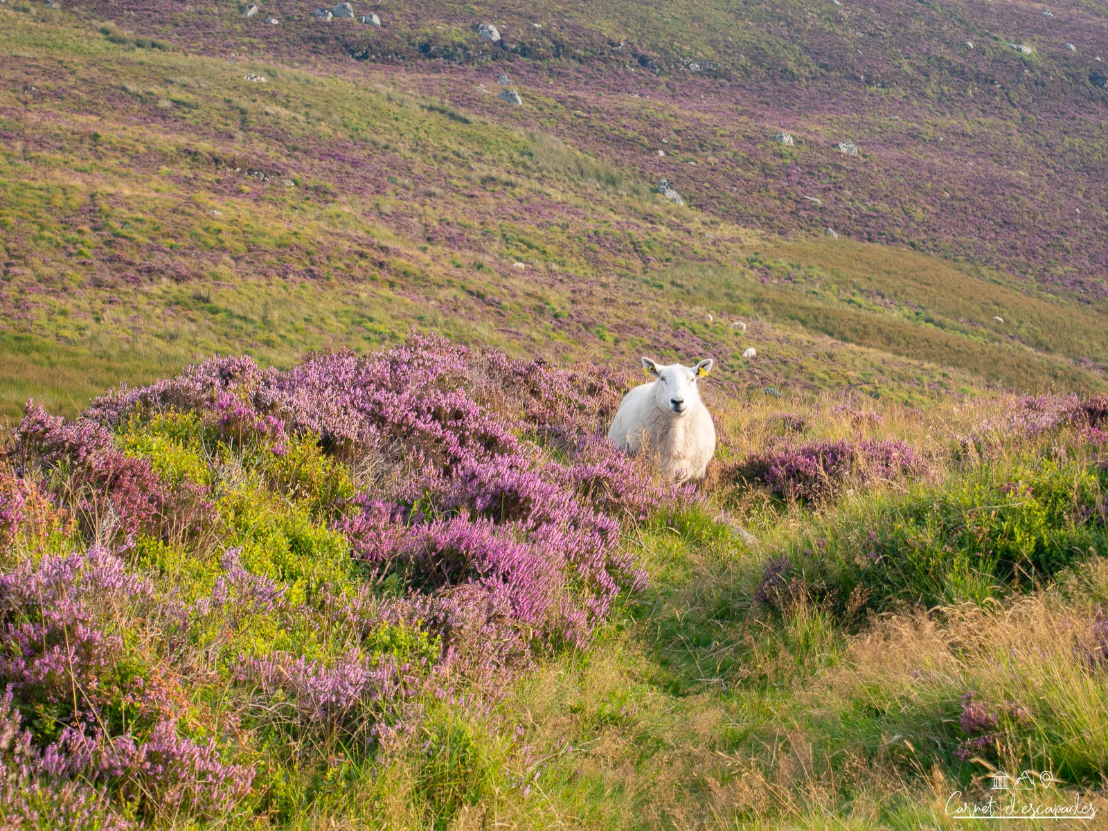 wicklow-mouton