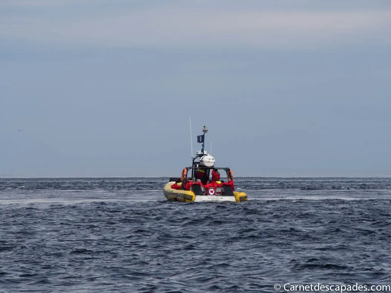 croisiere-baleines-zodiac-quebec