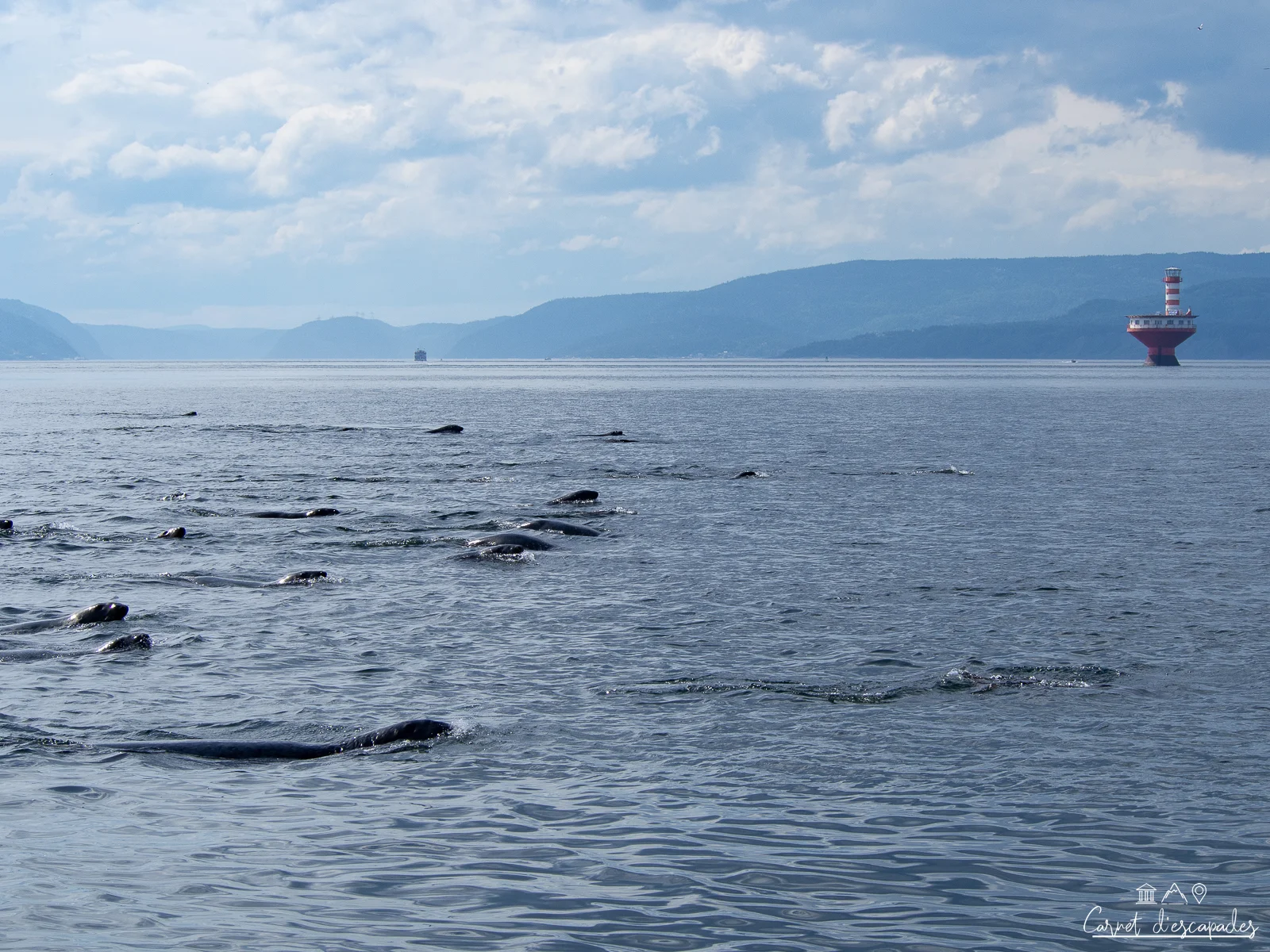 phoques-fleuve-saint-laurent