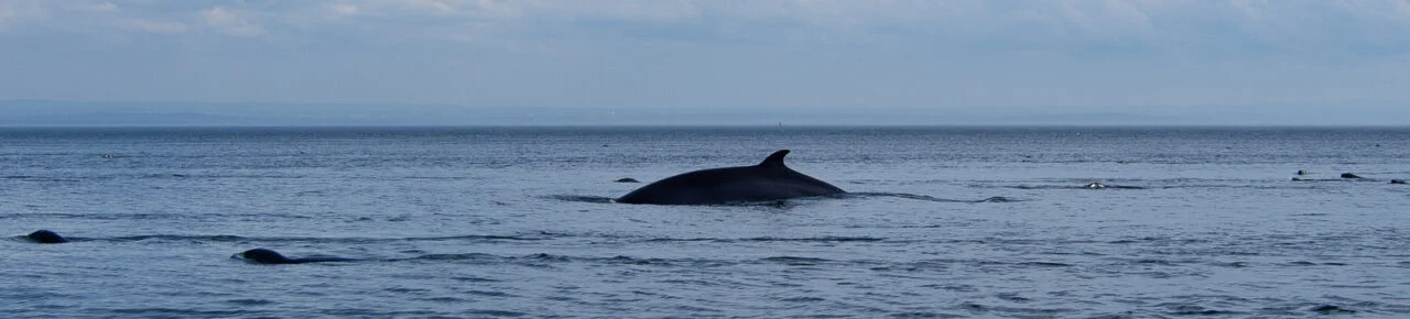 quebec-baleine