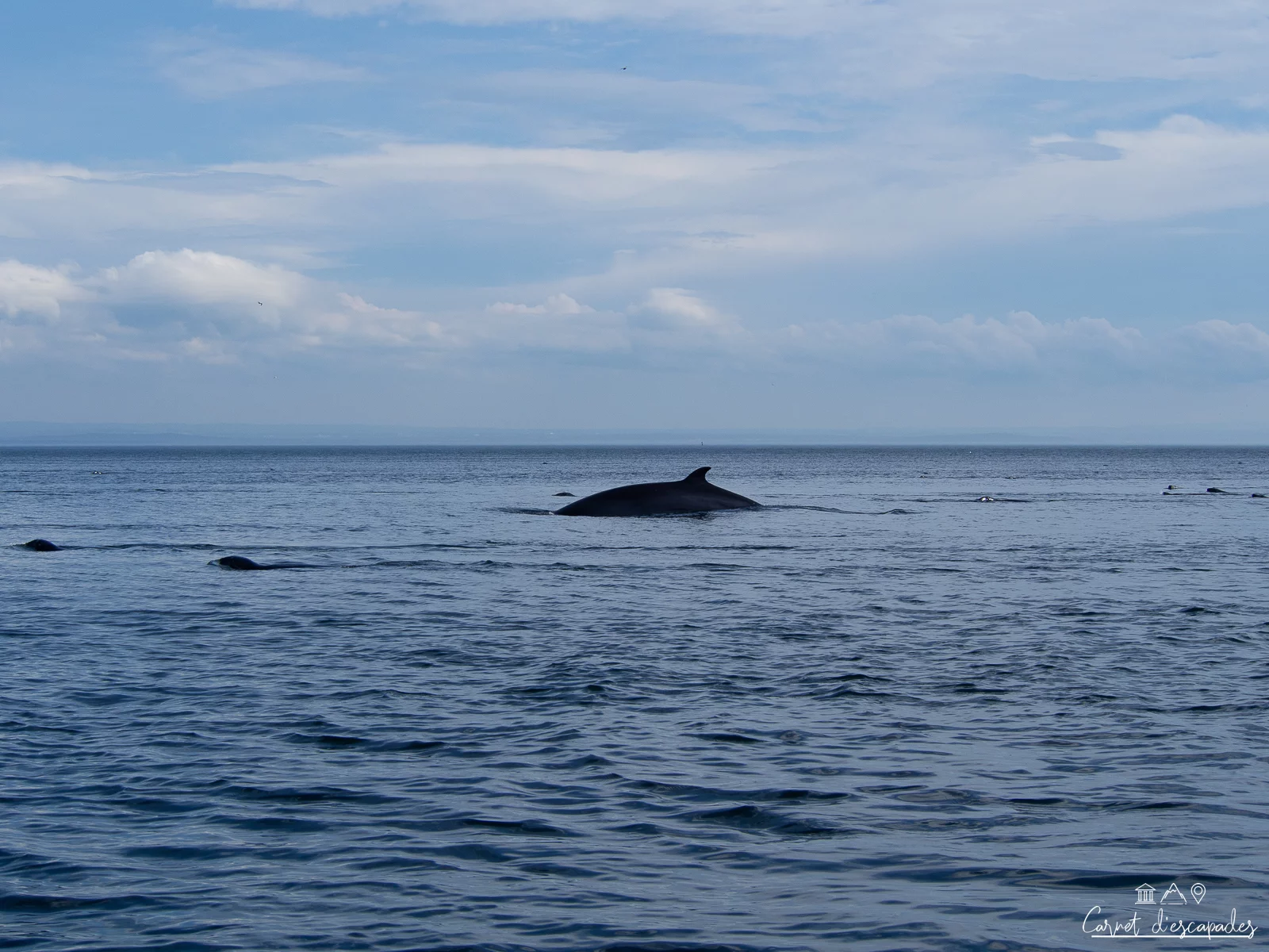 quebec-baleine
