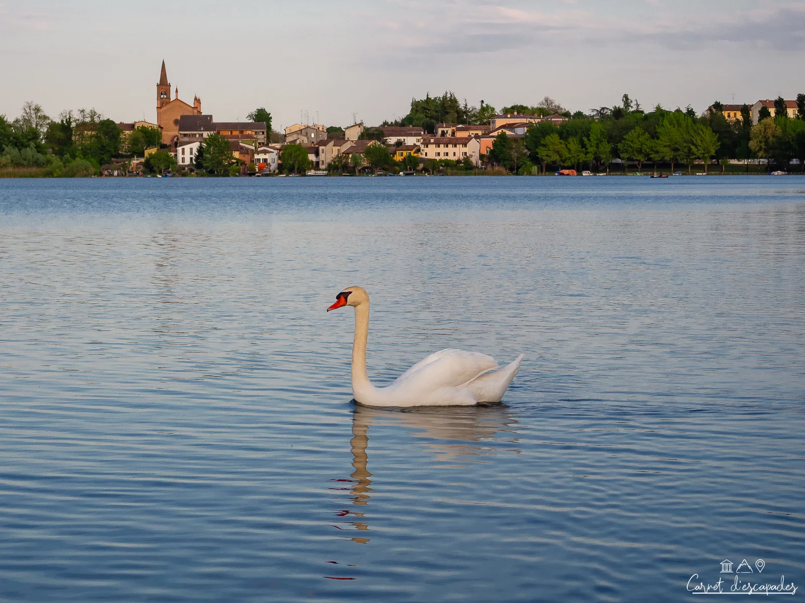 cygne-lac-mantoue