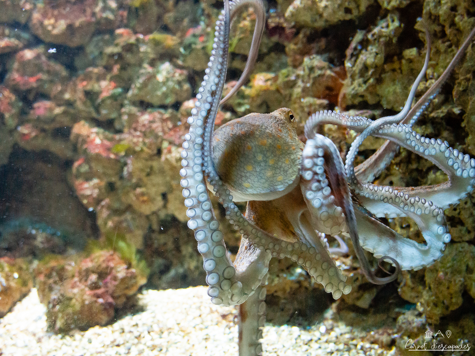 poulpe-aquarium-biarritz
