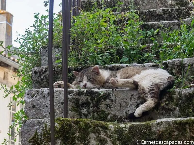 chat-issigeac