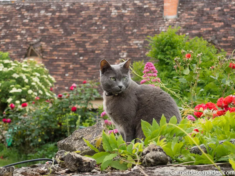 chat-limeuil