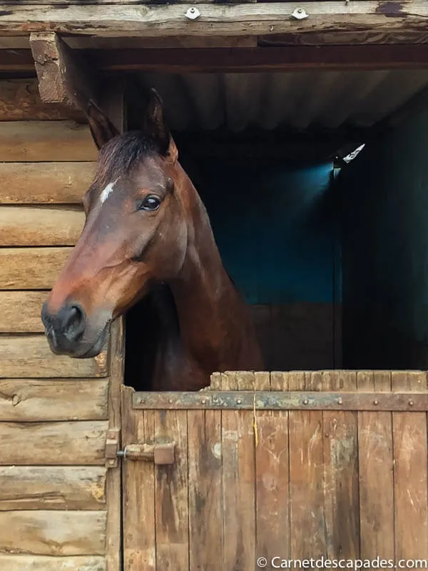 siona-ferme-equestre-haute-yerle