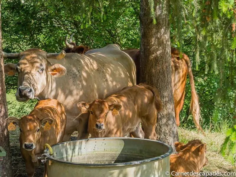 vaches-perigord