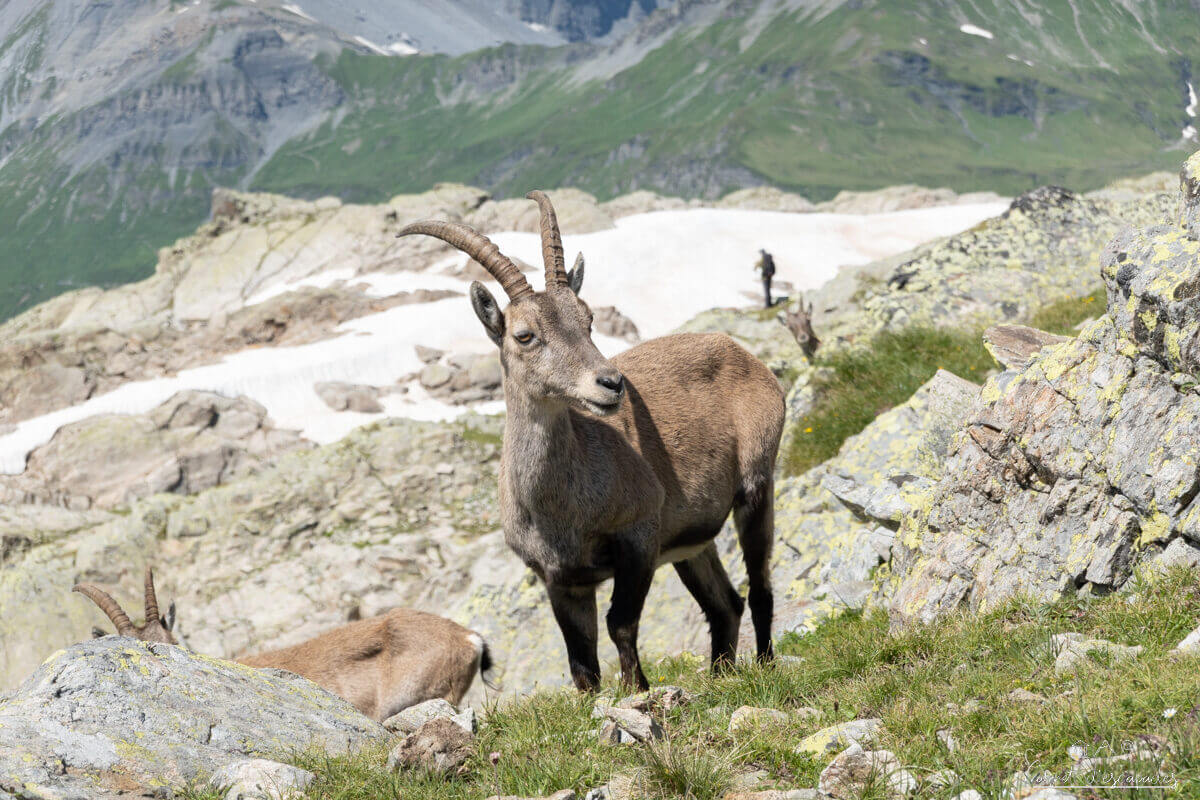 bouquetin-chamonix