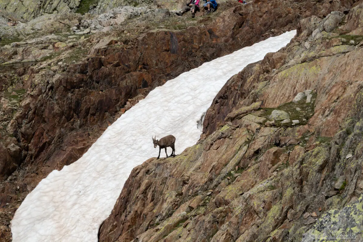 chamonix-bouquetin