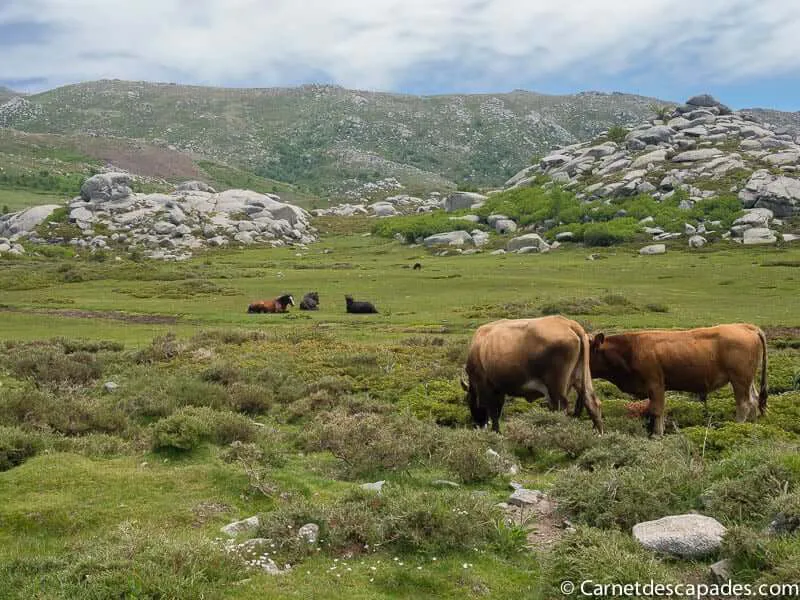 animaux-liberte-plateau-coscione