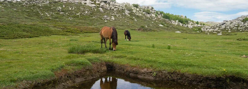 chevaux liberte plateau coscione