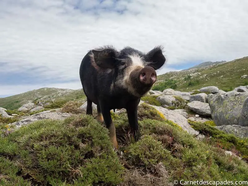 cochon-liberte-plateau-coscione