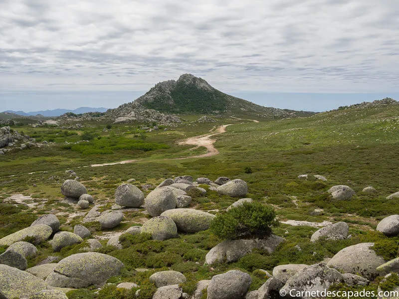 plateau-coscione-corse
